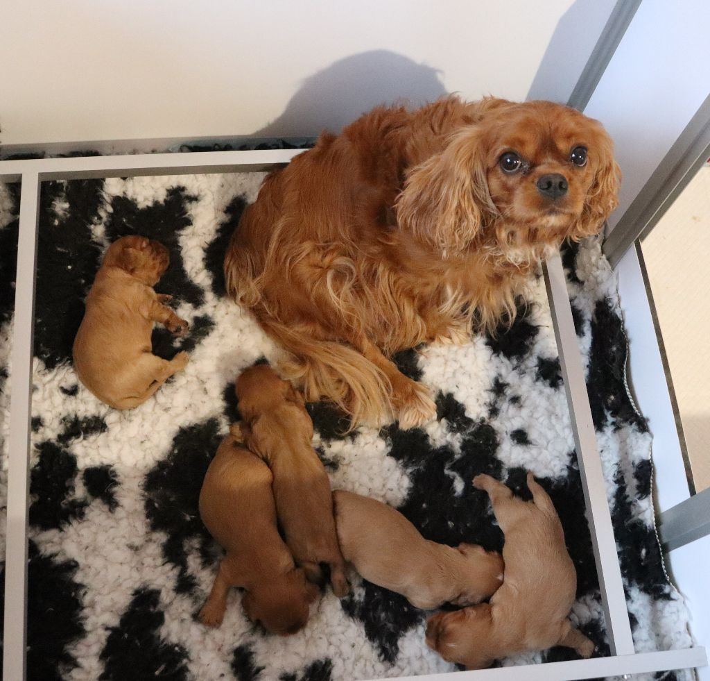 Du Règne Dechâtaigne - Cavalier King Charles Spaniel - Portée née le 24/11/2021