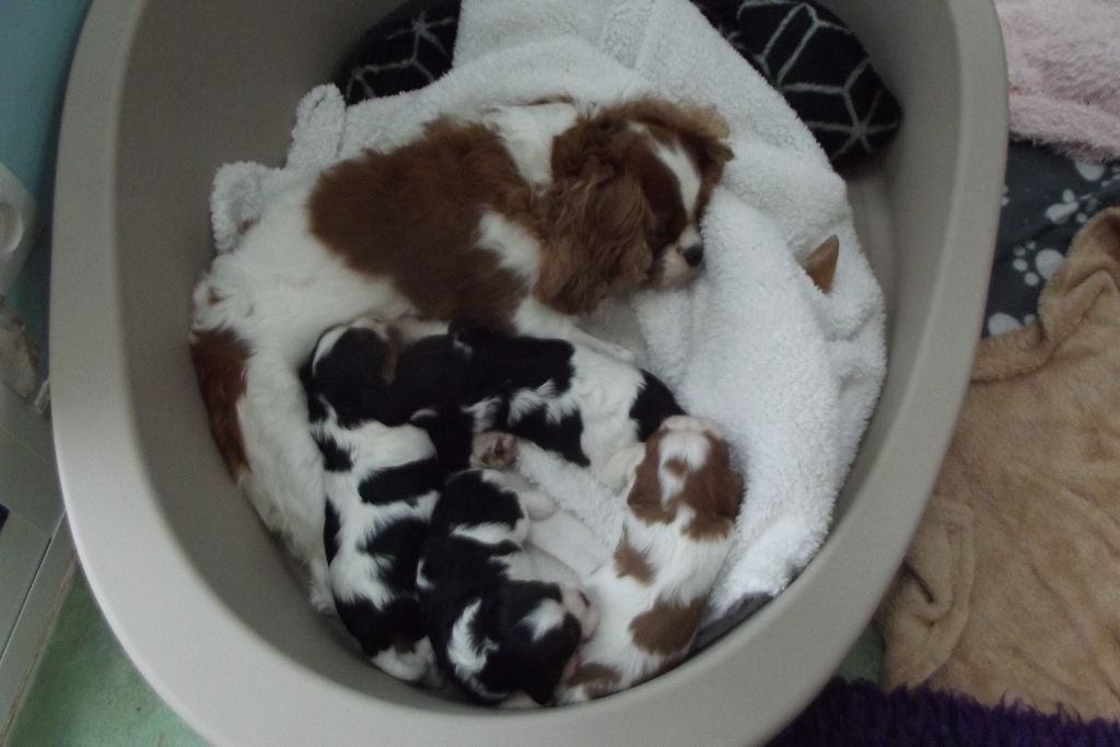 Chiot Cavalier King Charles Spaniel Du Règne Dechâtaigne