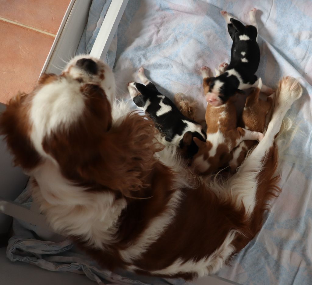 Du Règne Dechâtaigne - Cavalier King Charles Spaniel - Portée née le 16/08/2022