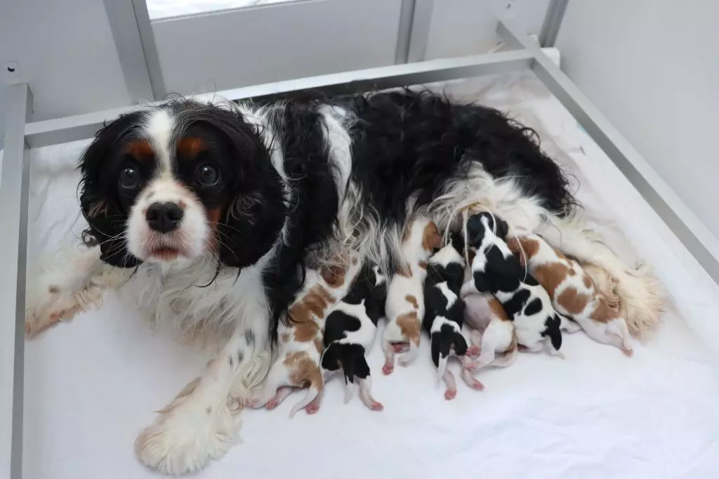 Du Règne Dechâtaigne - Cavalier King Charles Spaniel - Portée née le 18/03/2022