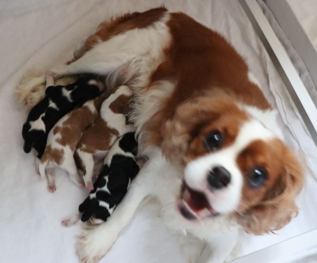 Du Règne Dechâtaigne - Cavalier King Charles Spaniel - Portée née le 03/08/2022