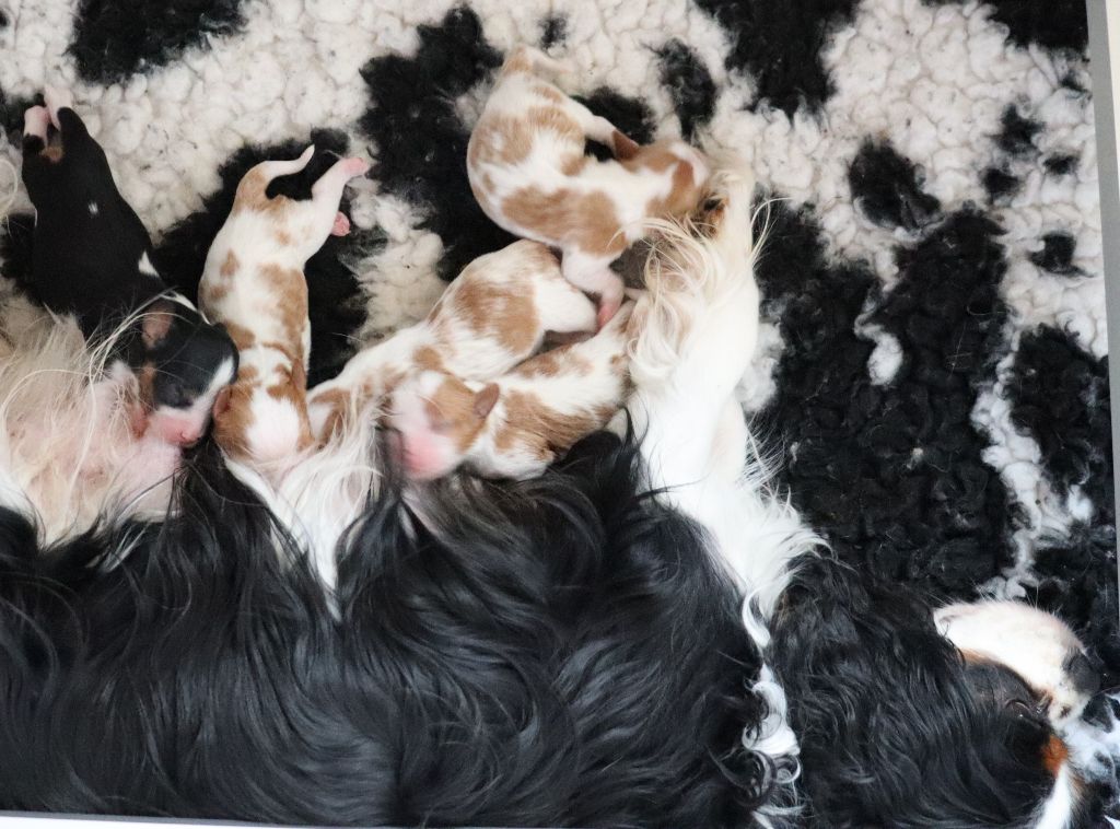 Chiot Cavalier King Charles Spaniel Du Règne Dechâtaigne