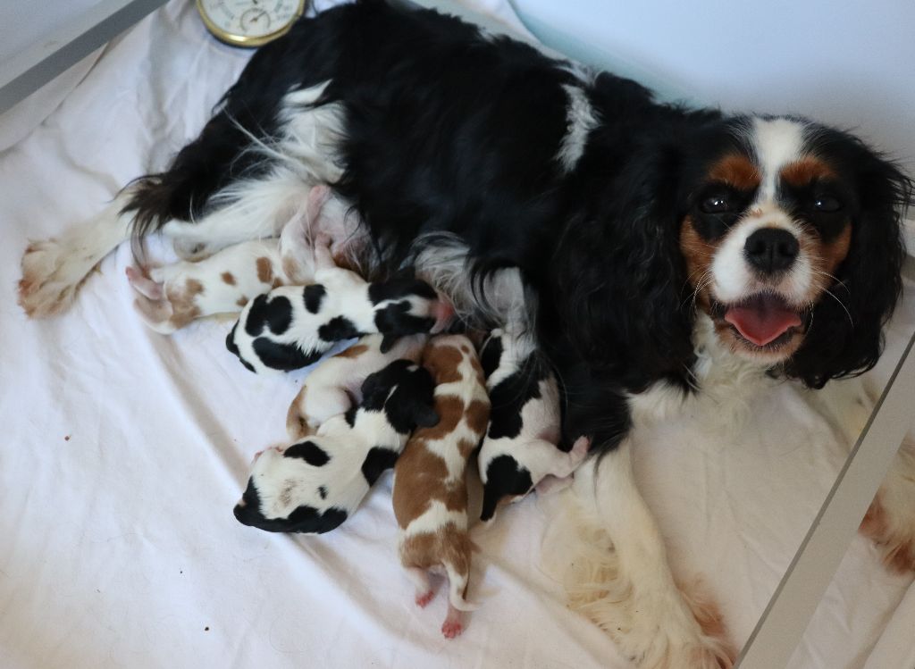 Du Règne Dechâtaigne - Cavalier King Charles Spaniel - Portée née le 03/04/2023