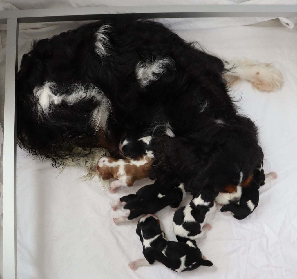 Chiot Cavalier King Charles Spaniel Du Règne Dechâtaigne