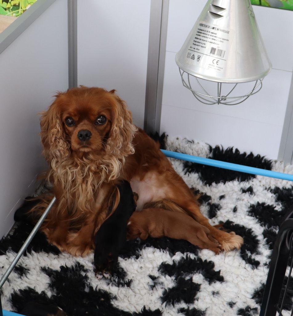 Chiot Cavalier King Charles Spaniel Du Règne Dechâtaigne