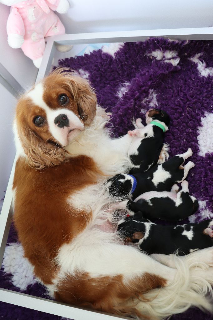 Du Règne Dechâtaigne - Cavalier King Charles Spaniel - Portée née le 19/05/2021