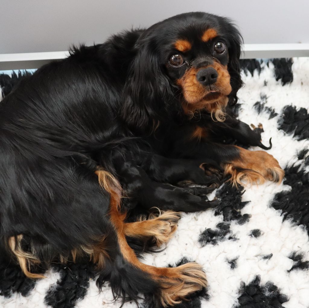 Du Règne Dechâtaigne - Cavalier King Charles Spaniel - Portée née le 22/04/2023