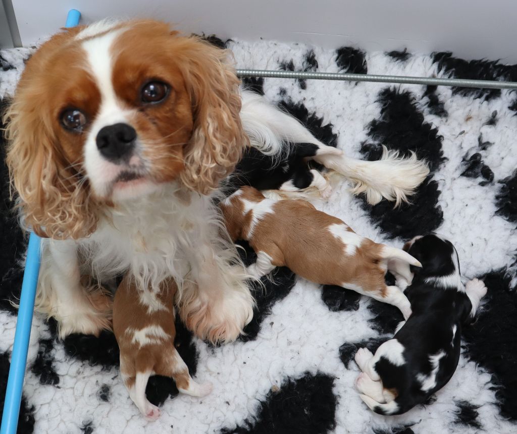 Du Règne Dechâtaigne - Cavalier King Charles Spaniel - Portée née le 10/06/2022