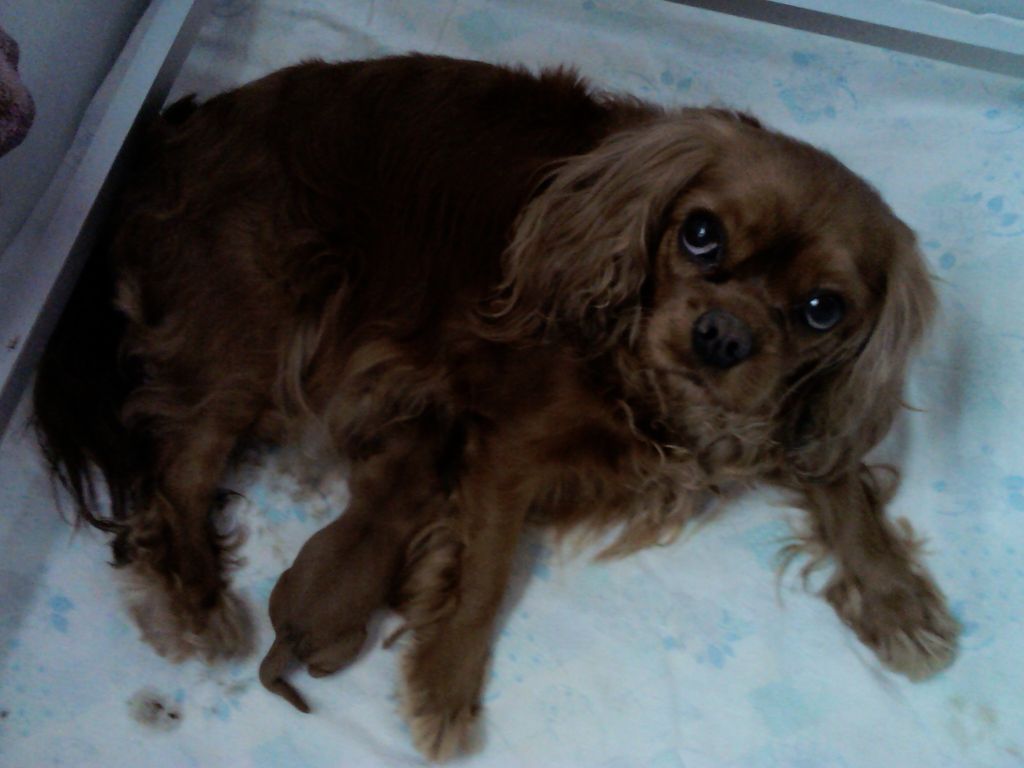 Du Règne Dechâtaigne - Cavalier King Charles Spaniel - Portée née le 29/04/2019