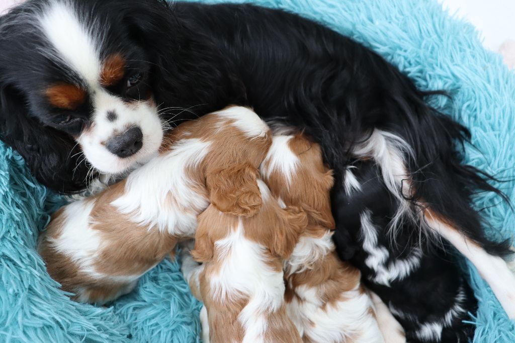 Du Règne Dechâtaigne - Cavalier King Charles Spaniel - Portée née le 08/01/2021