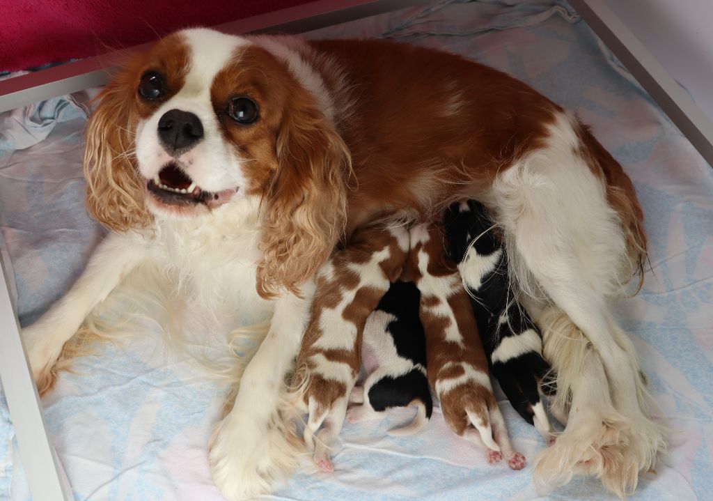 Du Règne Dechâtaigne - Cavalier King Charles Spaniel - Portée née le 19/06/2022