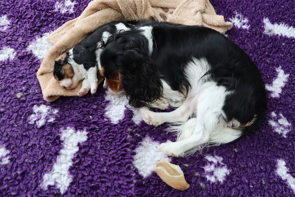 Du Règne Dechâtaigne - Cavalier King Charles Spaniel - Portée née le 01/09/2021