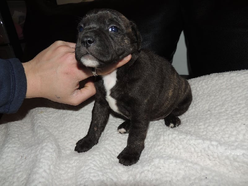 des crocs de manba - Chiots disponibles - Staffordshire Bull Terrier