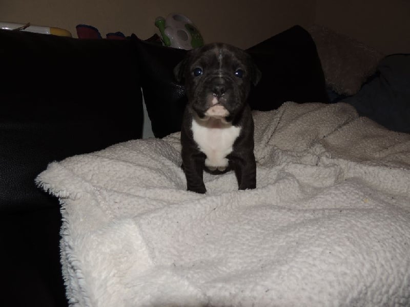 des crocs de manba - Chiots disponibles - Staffordshire Bull Terrier