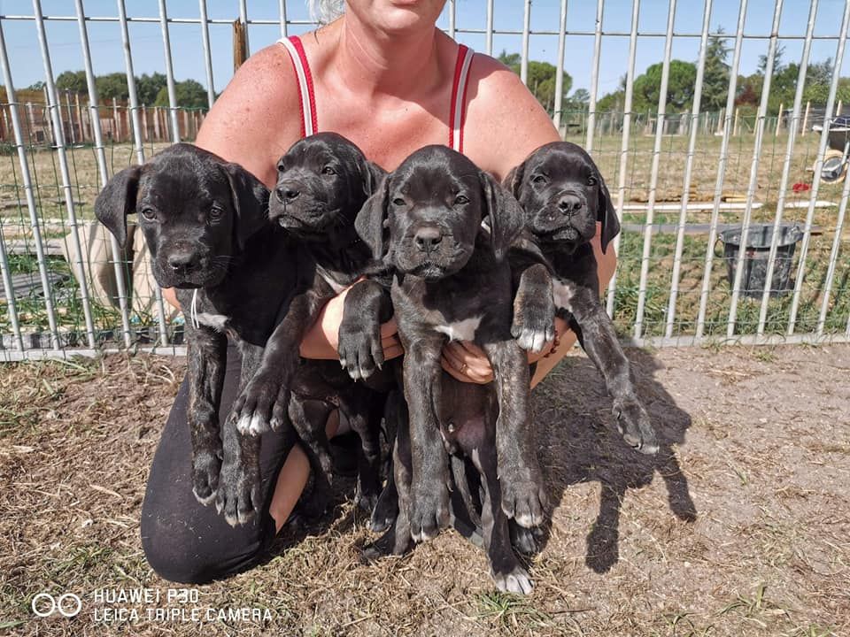 Des Gardiens De Frélouvic - Cane Corso - Portée née le 17/07/2019