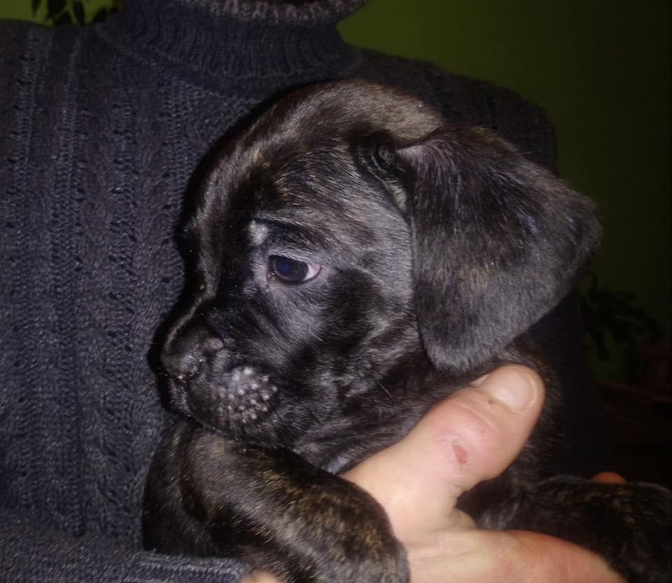 Des Gardiens De Frélouvic - Cane Corso - Portée née le 19/12/2018