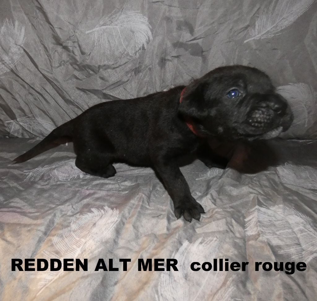 Des Gardiens De Frélouvic - Cane Corso - Portée née le 18/09/2020