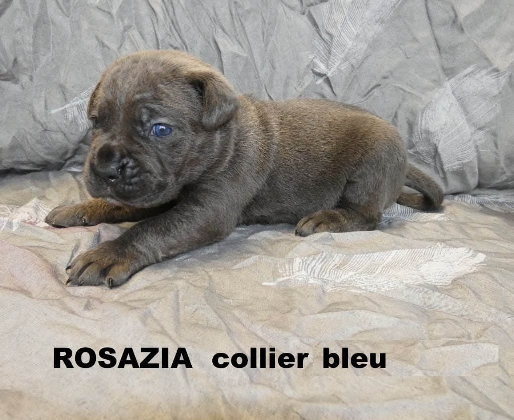 Des Gardiens De Frélouvic - Cane Corso - Portée née le 17/09/2020