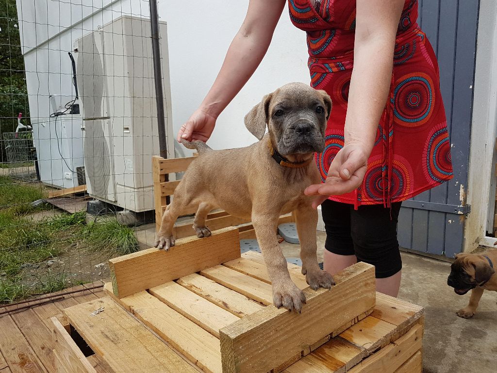 Des Gardiens De Frélouvic - Cane Corso - Portée née le 04/04/2018