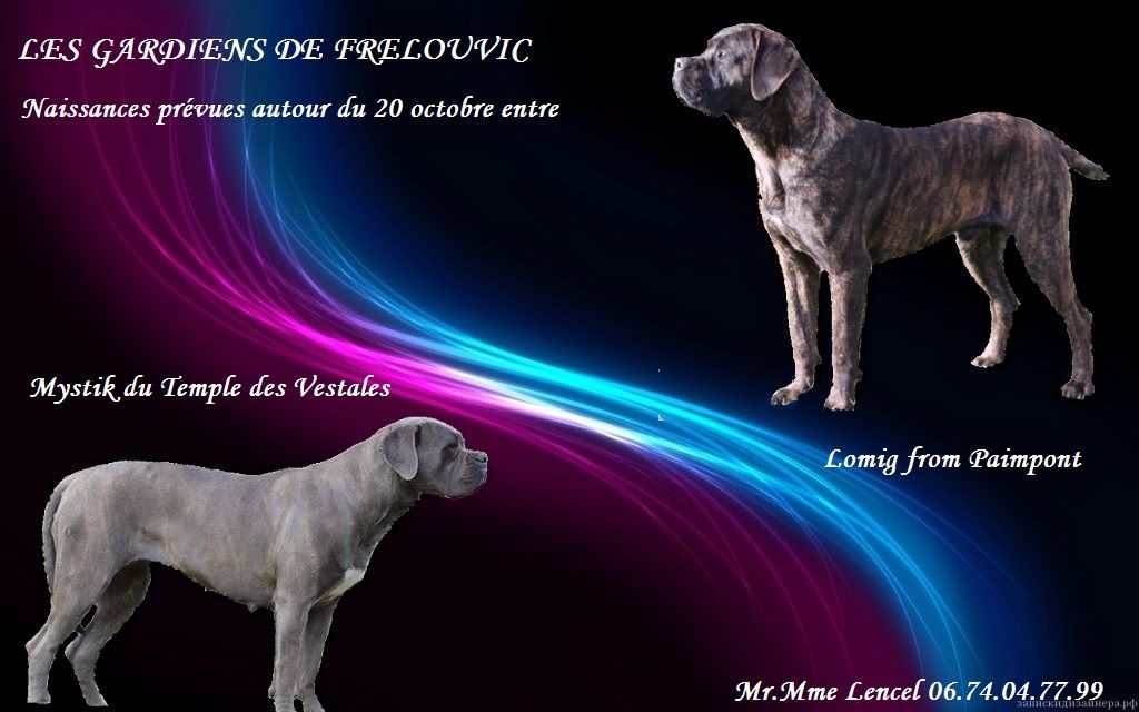 Des Gardiens De Frélouvic - Cane Corso - Portée née le 19/10/2017