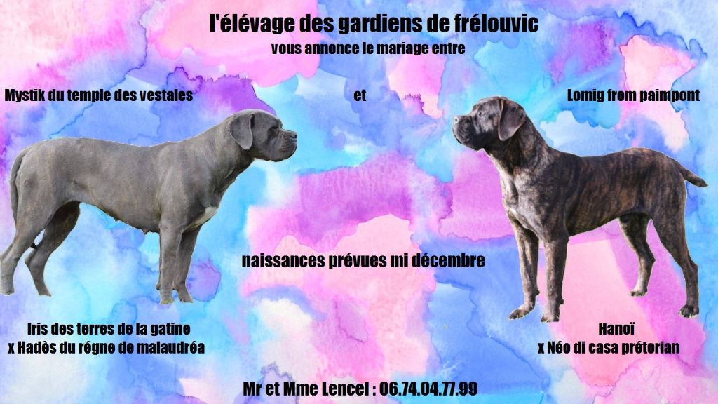 Chiot Cane Corso Des Gardiens De Frélouvic