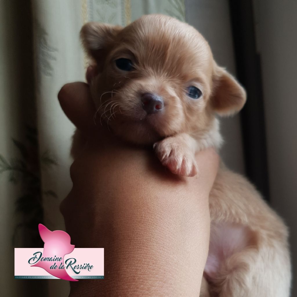 Du Domaine De La Ressière - Chiots disponibles - Chihuahua