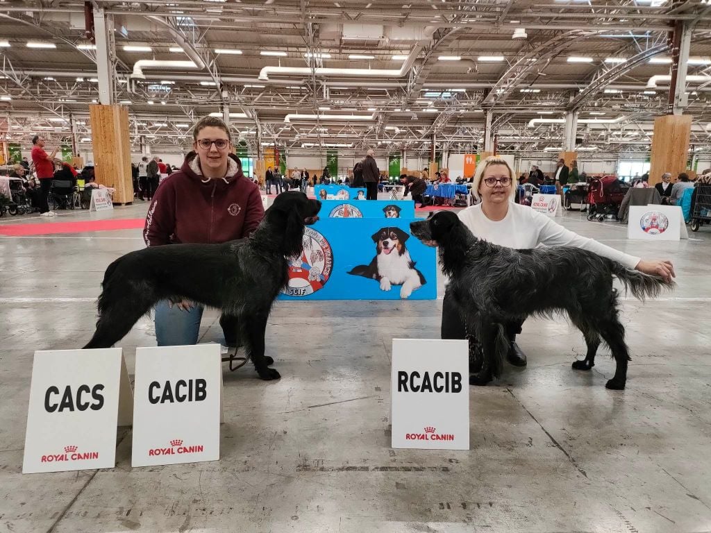 Du Domaine D'Iron - Carton plein pour le domaine d'Iron au Paris DOG SHOW 2023