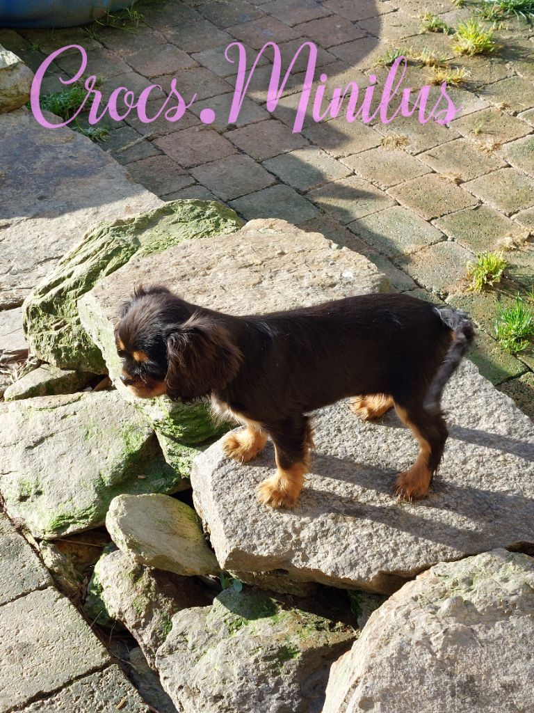 de Crocs Minilus - Chiots disponibles - Cavalier King Charles Spaniel