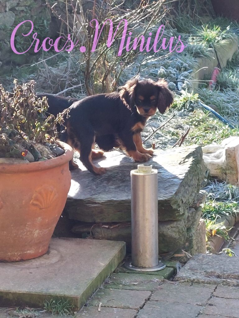 de Crocs Minilus - Chiots disponibles - Cavalier King Charles Spaniel