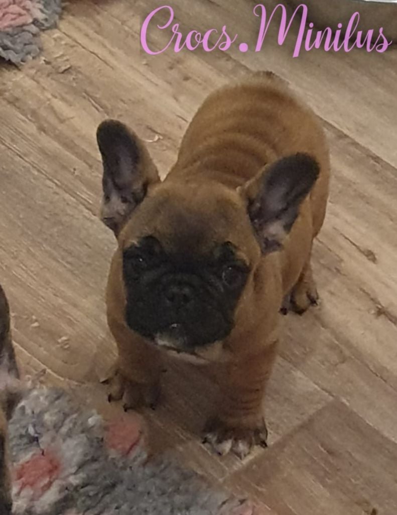 de Crocs Minilus - Chiots disponibles - Bouledogue français