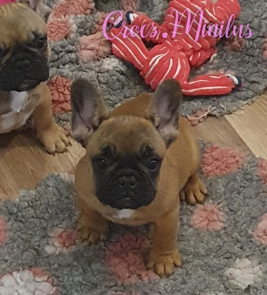 de Crocs Minilus - Chiots disponibles - Bouledogue français