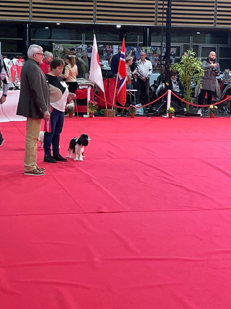 De Toucy Blue - Paris Dog Show