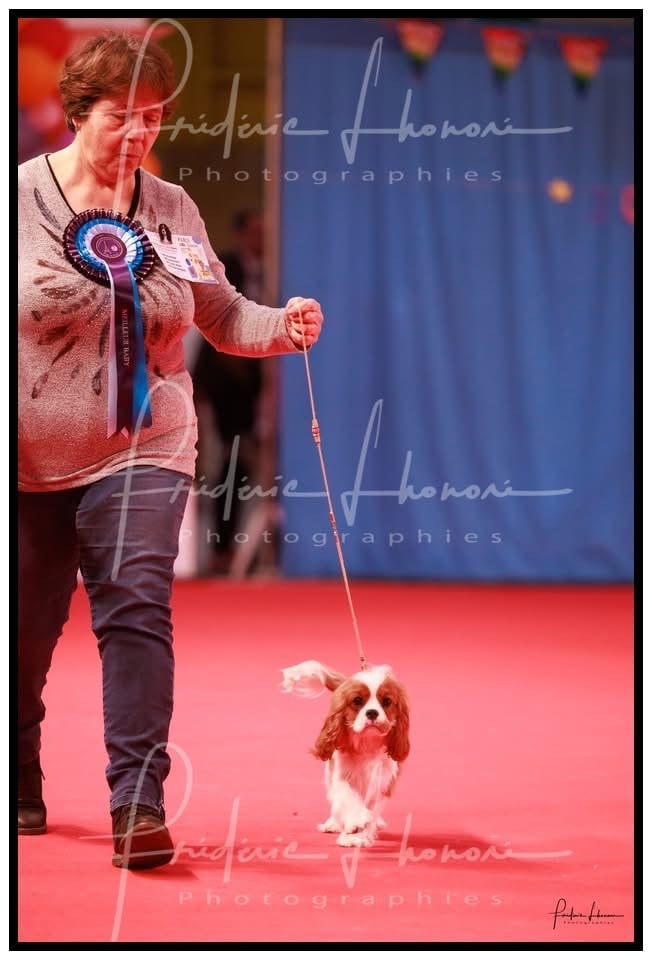 De Toucy Blue - Paris Dog Show