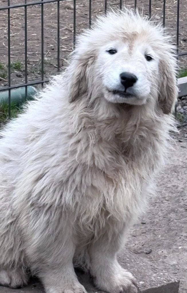 Du Massif De l'Esterel - Chiots disponibles - Chien de Montagne des Pyrenees