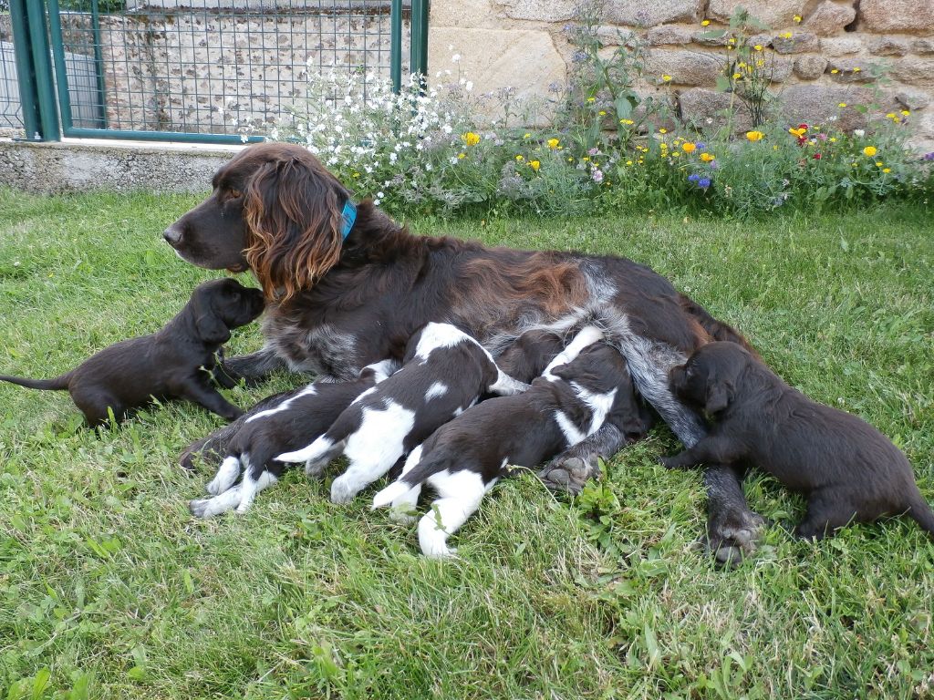 Des Grands Chirbeaux - Chien d'Oysel allemand - Portée née le 05/07/2021