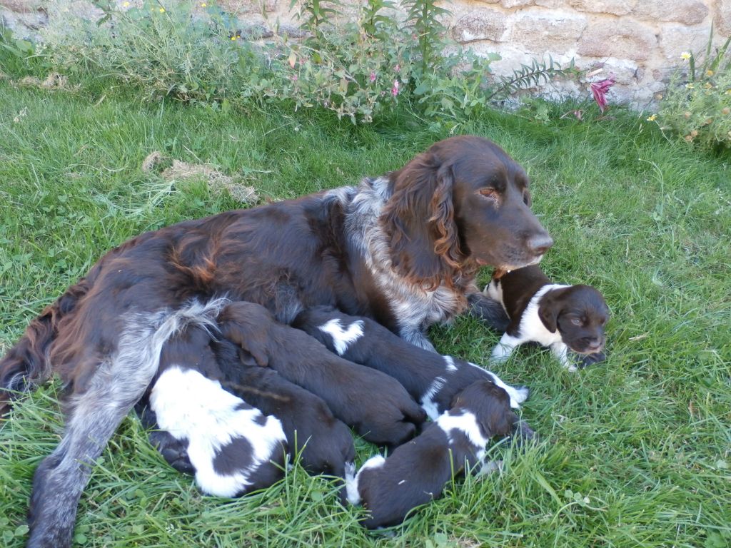 Des Grands Chirbeaux - Chien d'Oysel allemand - Portée née le 13/06/2022