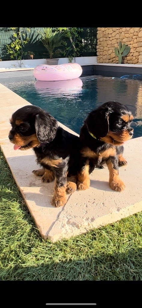 of Green Valley - Chiots disponibles - Cavalier King Charles Spaniel