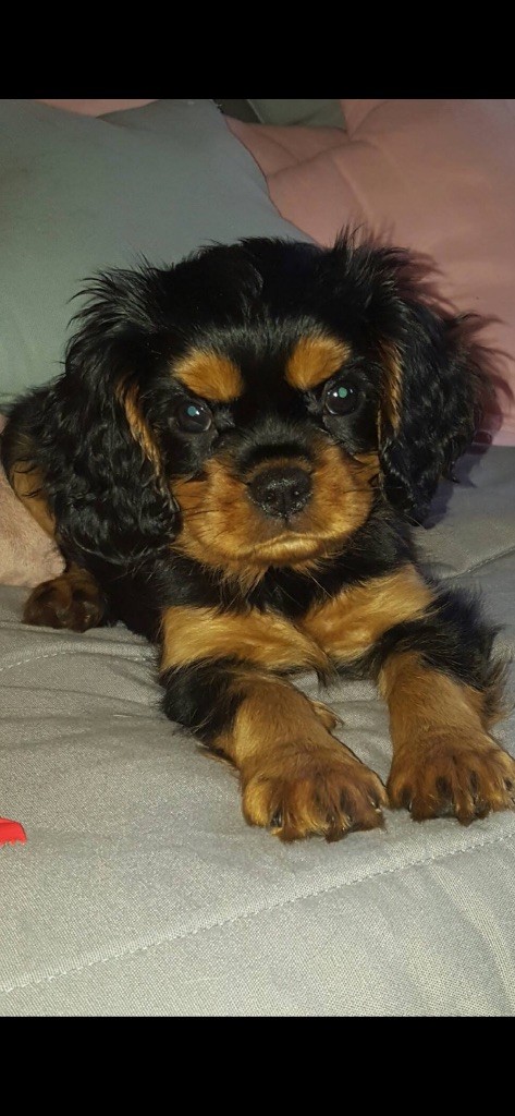 of Green Valley - Chiots disponibles - Cavalier King Charles Spaniel