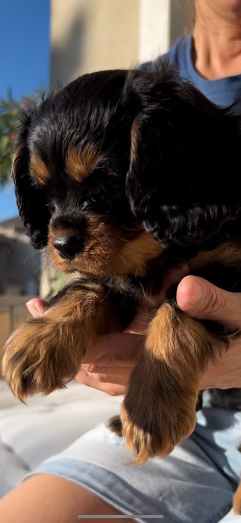 of Green Valley - Chiots disponibles - Cavalier King Charles Spaniel