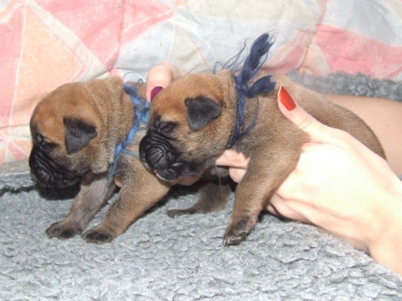 Doggy Dog - Bullmastiff - Portée née le 04/01/2014