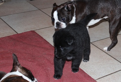 des Gardiens de l'Hermine - Des nouvelles des chiots ...(quatre semaines ) ...