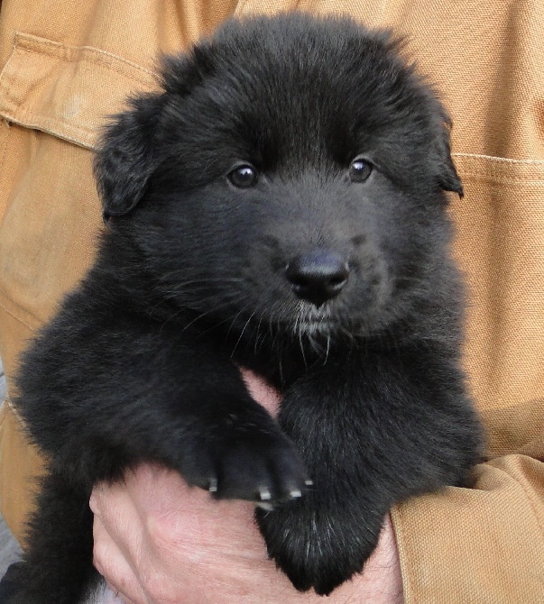 des Gardiens de l'Hermine - Les chiots ont six semaines .