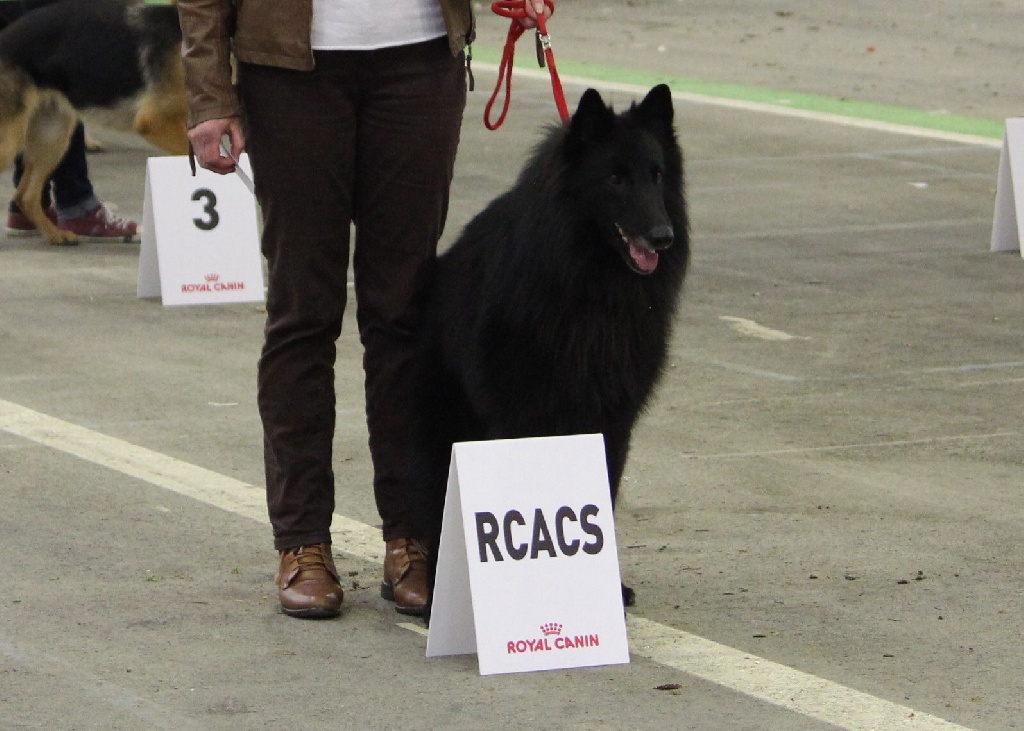 des Gardiens de l'Hermine - Concours de Saint Brieuc classe travail mâle l