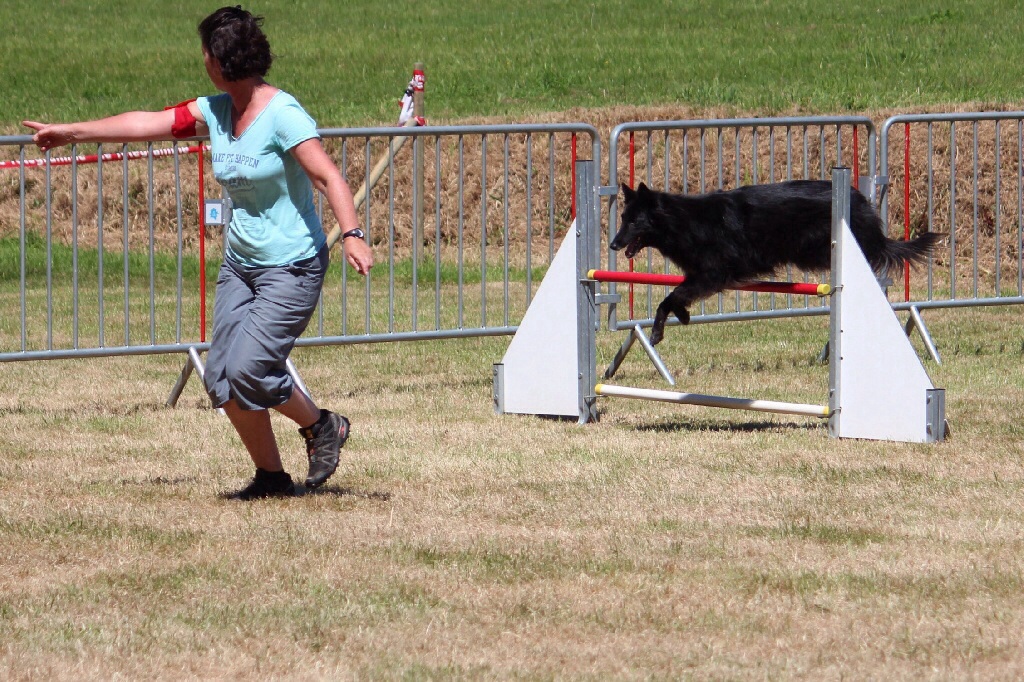 des Gardiens de l'Hermine - Bons résultats d'Enez en agility à Tregueux 