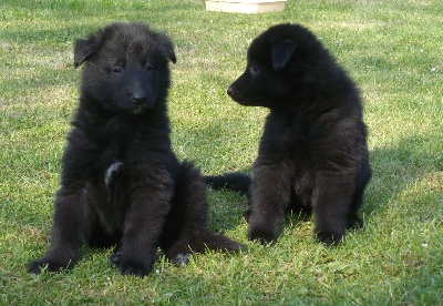 des Gardiens de l'Hermine - Chiots à six semaines 