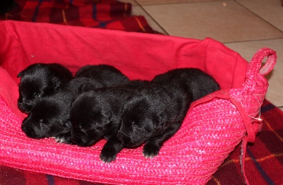 des Gardiens de l'Hermine - Des nouvelles des chiots ...(deux semaines ) ...