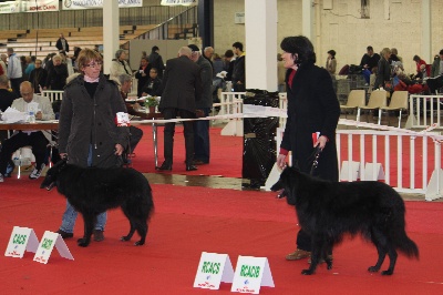 des Gardiens de l'Hermine - RESULTATS ANGERS 2013 EN GROENENDAEL