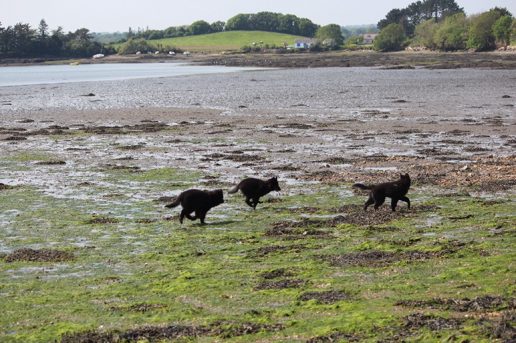 des Gardiens de l'Hermine - Visite de propriétaires de chiots ...