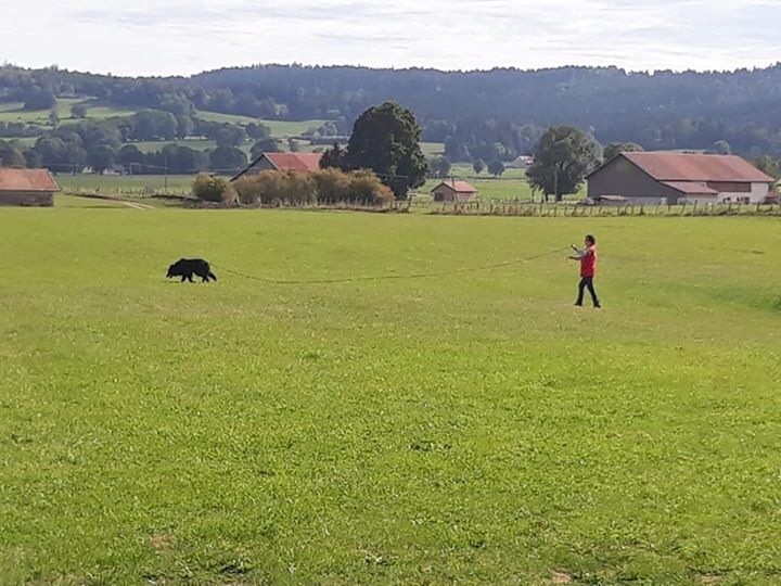 des Gardiens de l'Hermine - RÉSULTATS en travail ( 21 septembre ) MAICHE (Doubs)