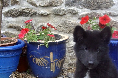 des Gardiens de l'Hermine - HUIT SEMAINES :nouvelles des chiots